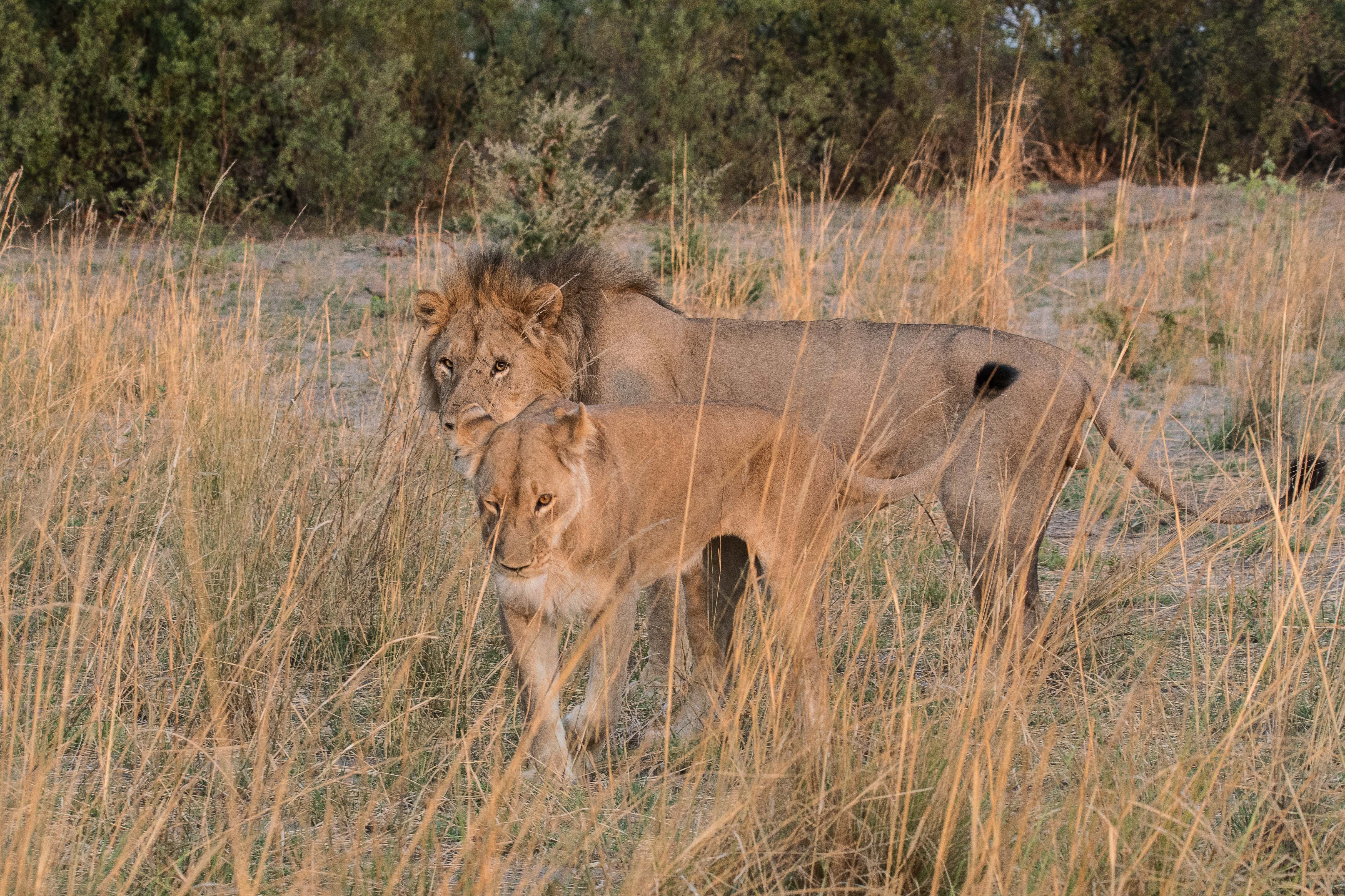 Lions d'humeur caline (Lion, Panthera leo), Réserve de Kwando, Delta de l'Okavango, Botswana.